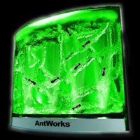New Green Antworks Illuminated