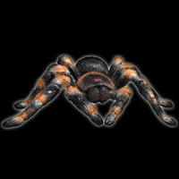 RC Tarantula