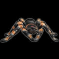 RC Tarantula