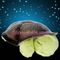 Twilight Turtle